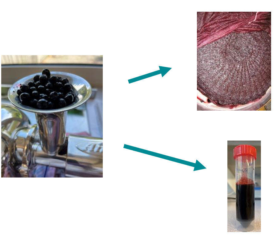 Berries can be turned into juice and what is left over is the press cake