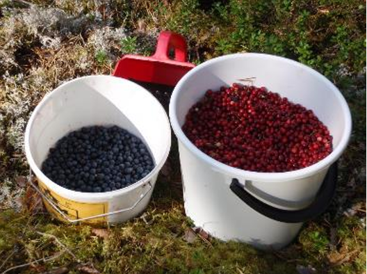 Buckets of berries