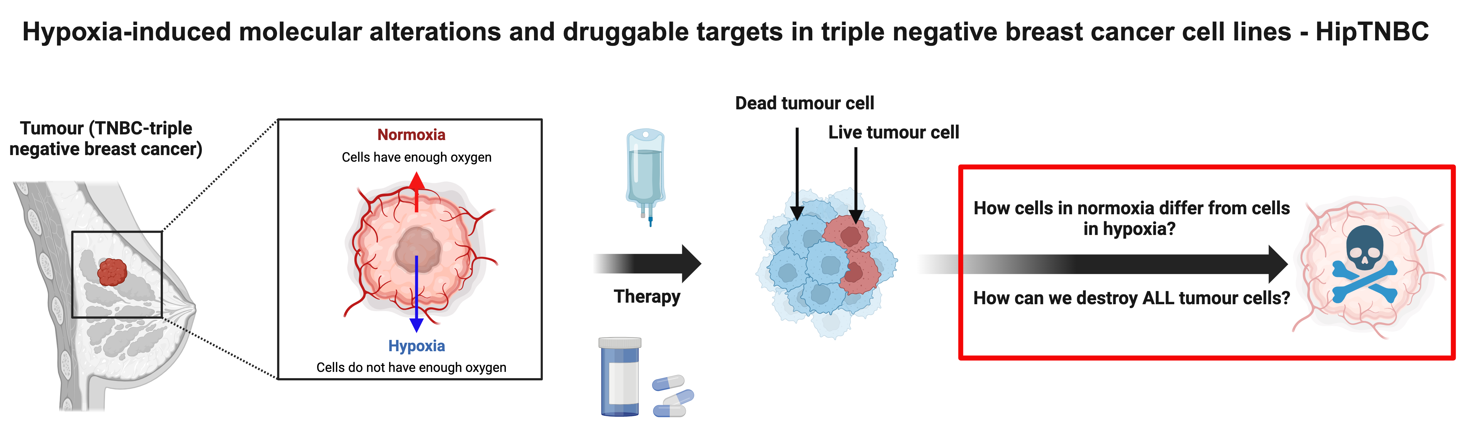 Graphical abstract: Hypoxia-induced molecular alterations and druggable targets in triple negative breast cancer cell lines